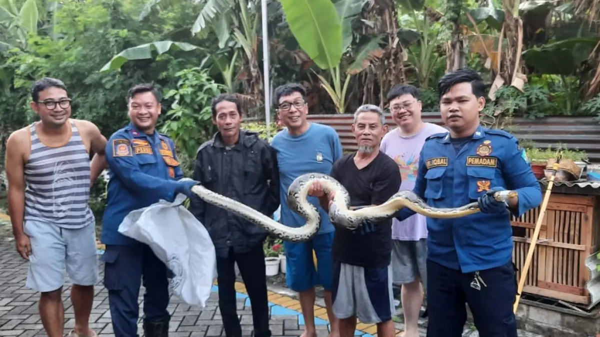 BERBAHAYA: Petugas dan warga menunjukkan ular yang berhasil dievakuasi.