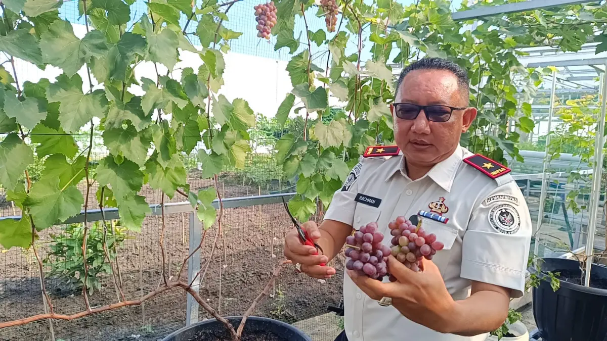 PEMBINAAN: Panen anggur jupiter di Lapas Porong Sidoarjo.