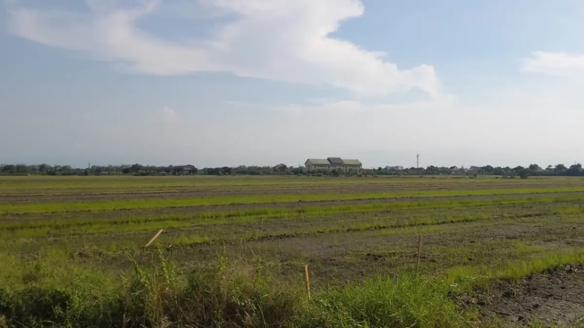 PANEN: Lahan pertanian di Sidoarjo. (DIKY SANSIRI/RADAR SIDOARJO)