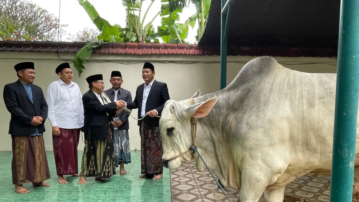 BERKURBAN: Sapi kurban 800 kilogram diserahkan Bupati Sidoarjo Subandi ke takmir Masjid Agung Sidoarjo, Rabu (27/5).