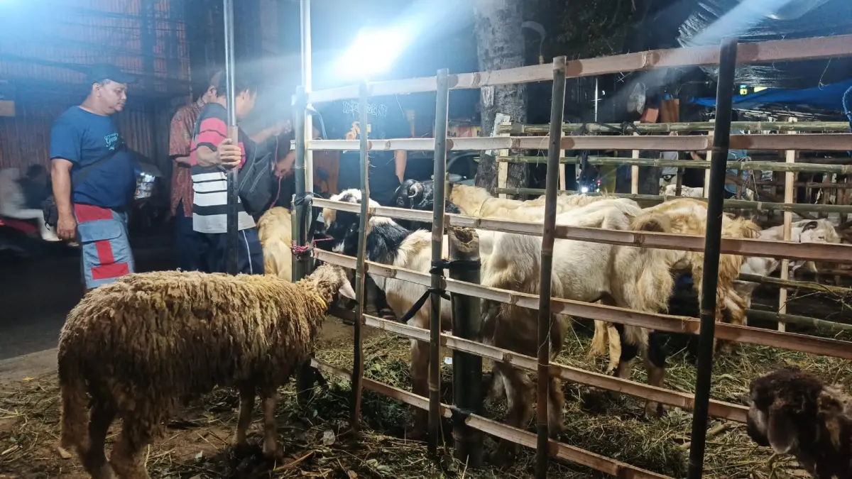 IDUL ADHA: Stok hewan kurban di lapak Wadungasri, Waru, Sidoarjo. (DIKY SANSIRI/RADAR SIDOARJO)