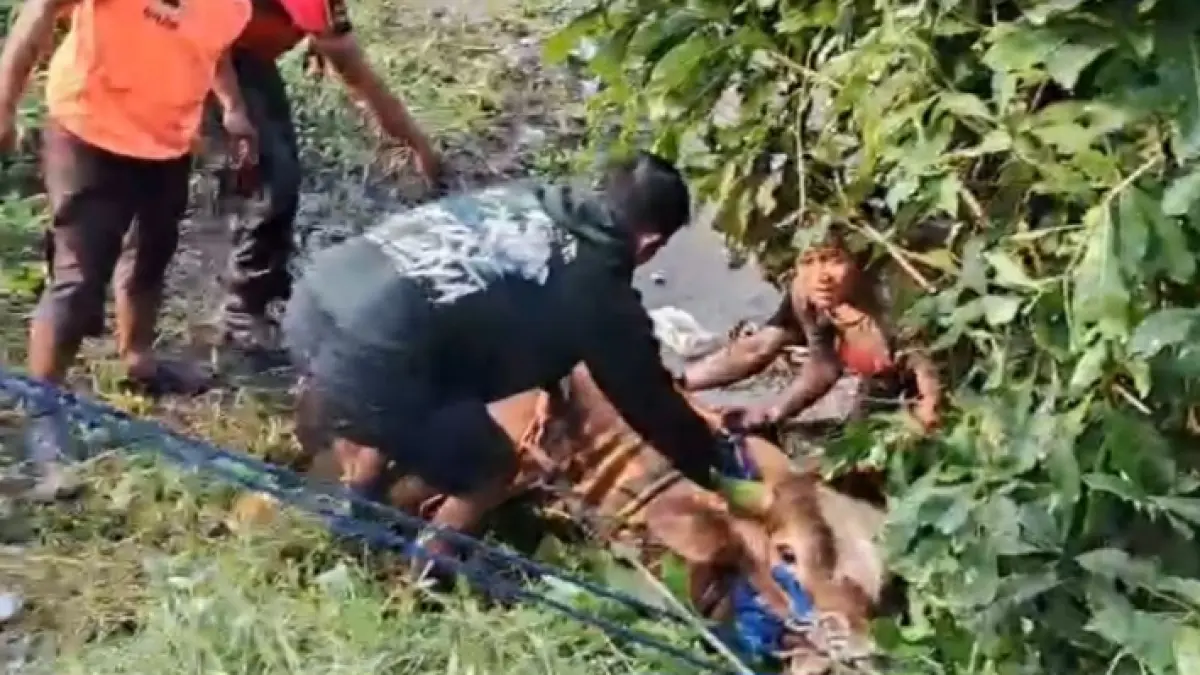 LIAR: Evakuasi sapi tercebur di Sungai Entalsewu Sidoarjo oleh warga dan BPBD.