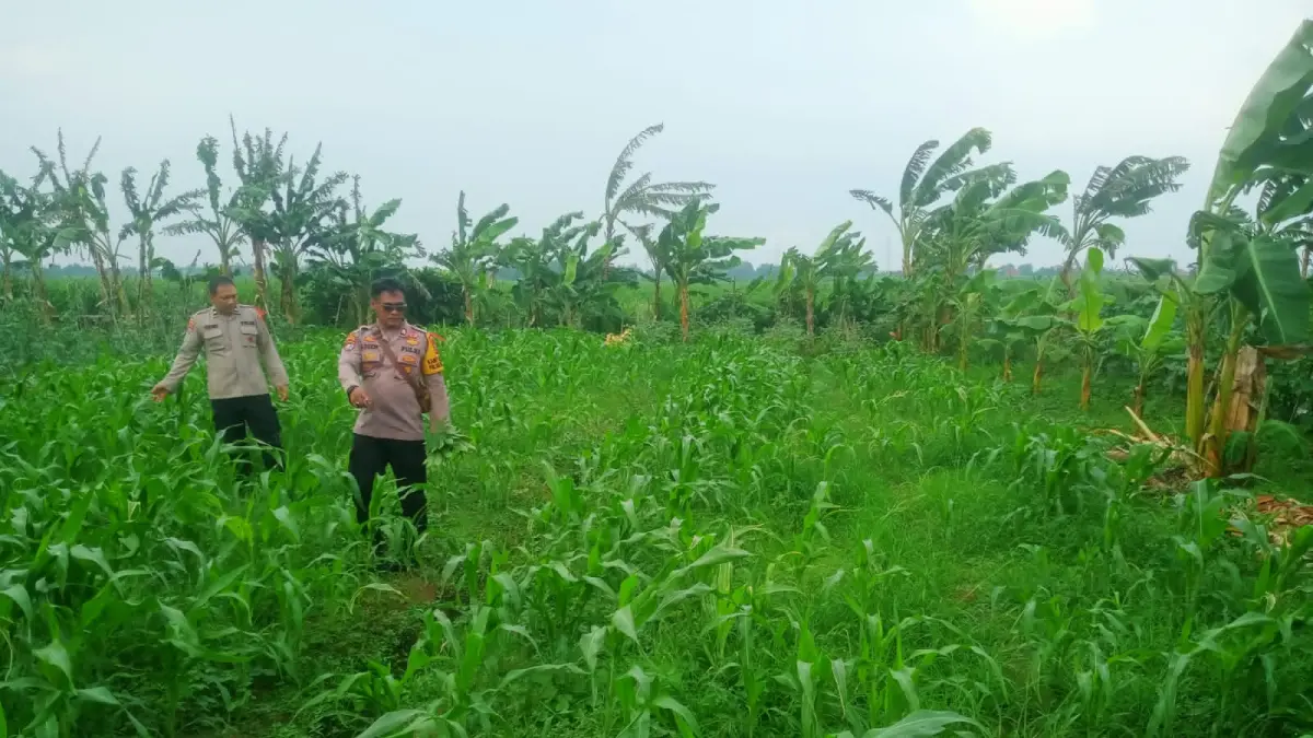 CEK LAHAN: Personel kepolisian saat mendampingi petani di Krembung, Sidoarjo.&nbsp;