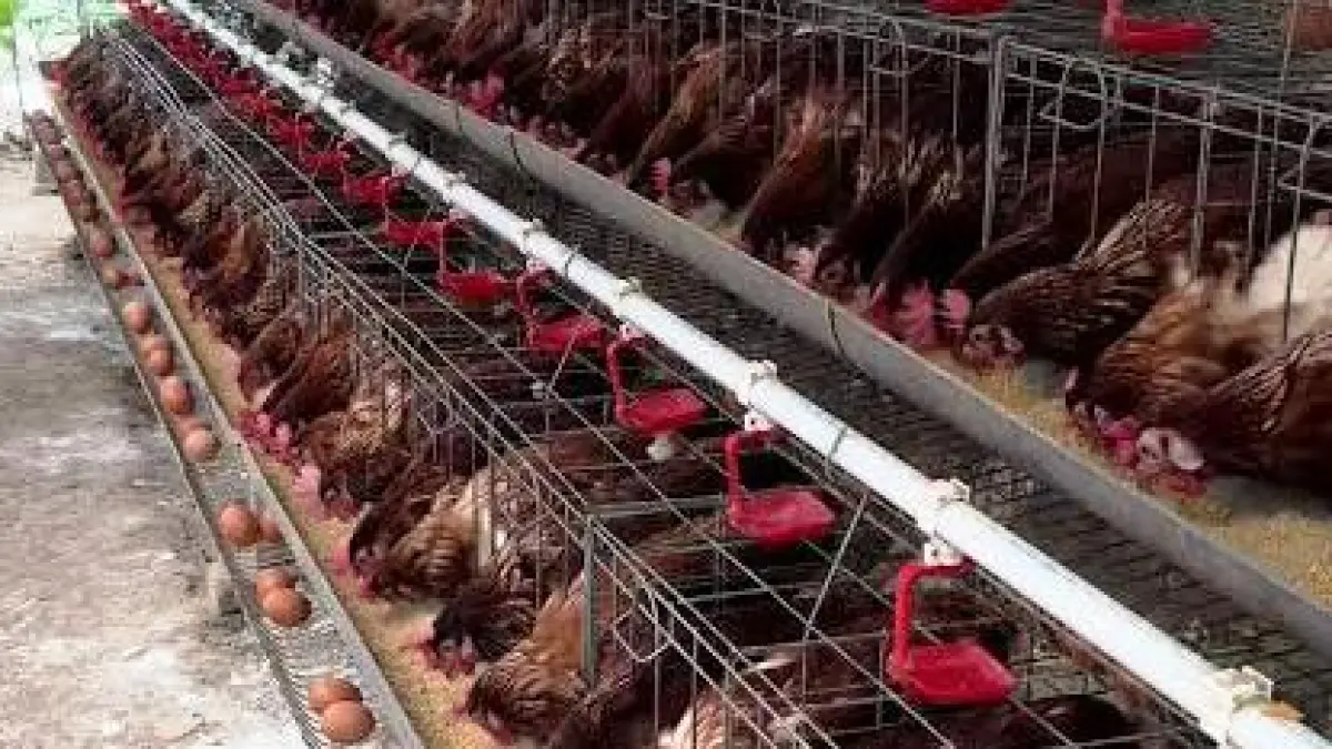 MENJERIT: Peternak ayam petelur di Sidoarjo mengeluhkan harga telur yang terus turun.