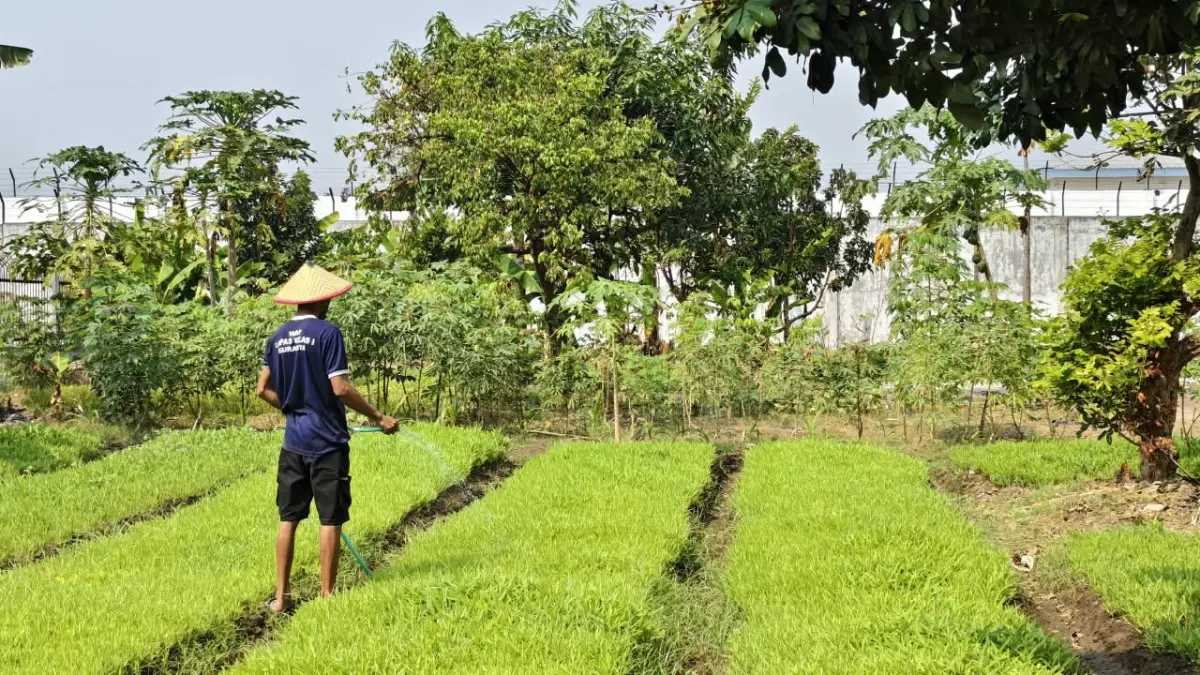 HIJAU: Napi Lapas Porong Sidoarjo menyiram kebun blok hunian.