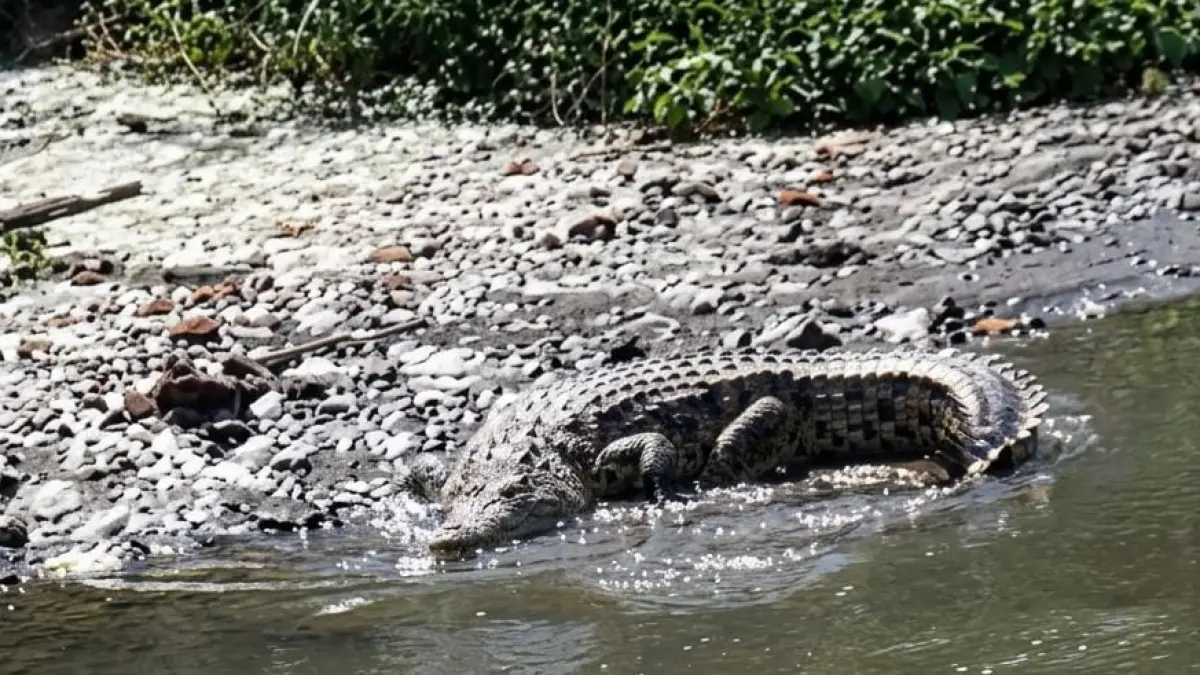 MERESAHKAN: Tangkapan layar video kemunculan buaya di aliran sungai di Sidoarjo.&nbsp;