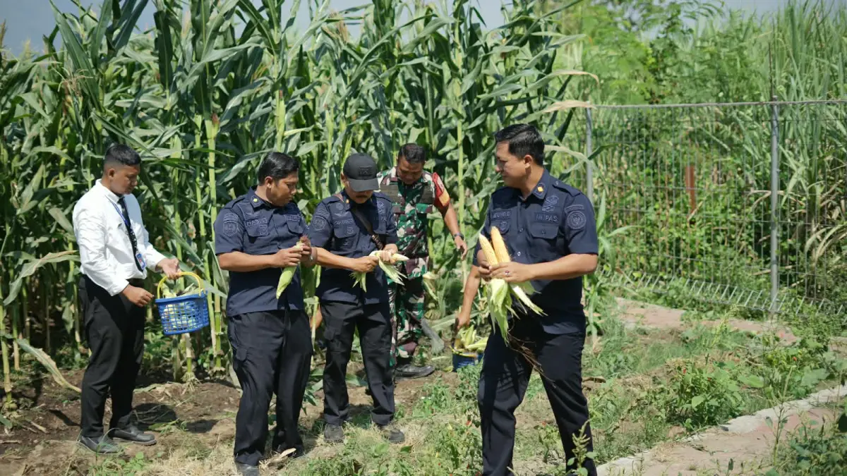 PEMBINAAN: Pegawai Lapas Porong Sidoarjo bersama narapidana saat panen jagung.(IST/RADAR SIDOARJO)