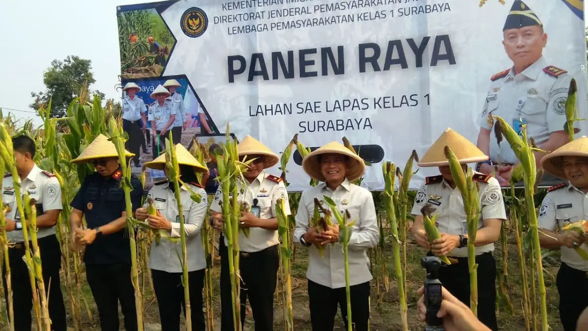 KETAHANAN PANGAN: Lapas Porong Sidoarjo panen jagung kedua, Kamis (10/9). (DIKY SANSIRI/RADAR SIDOARJO)