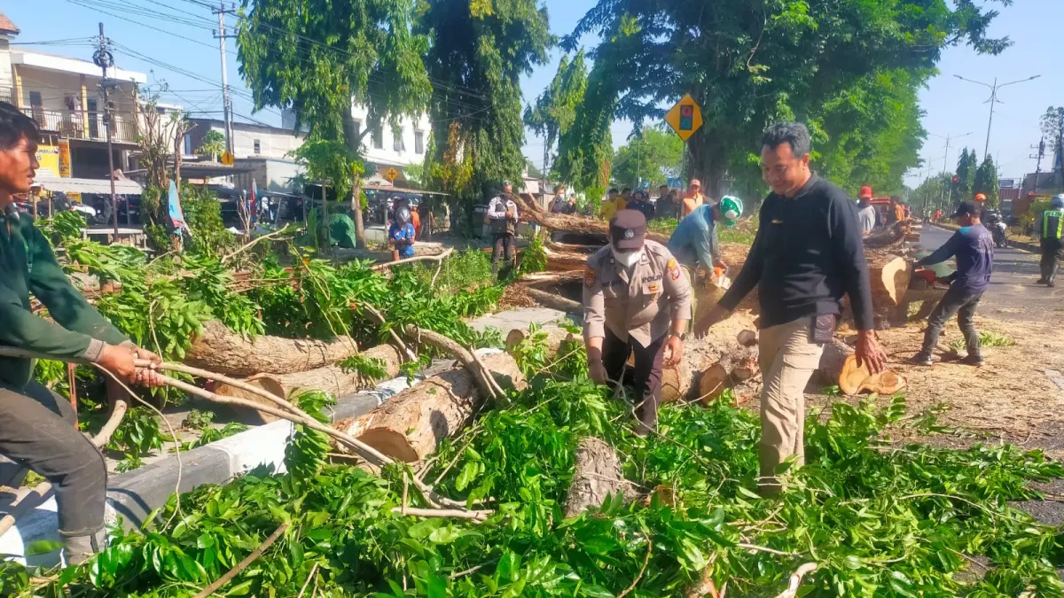 MACET: Pohon tumbang di Jalan Raya Tebel Gedangan Sidoarjo tutup badan jalan akibat angin kencang.