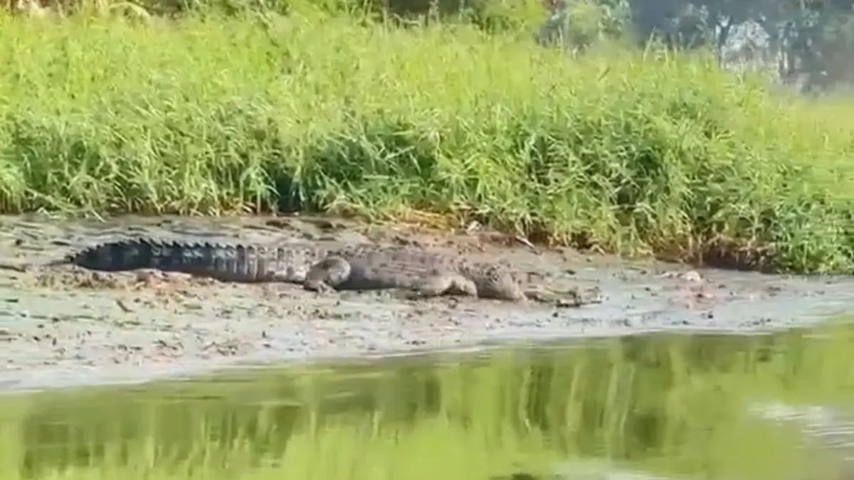 HEBOH: Kemunculan buaya dj tepi sungai tak jauh dari kawasan pergudangan CIP, Desa Kemiri, Sidoarjo.