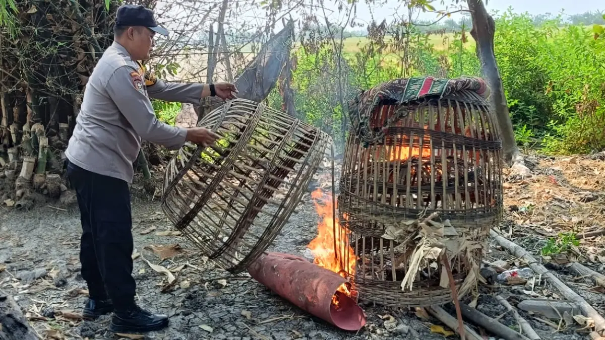 TEGAS: Petugas membakar sarana judi sabung ayam dk desa Bangsri, Sukodono, Sidoarjo.