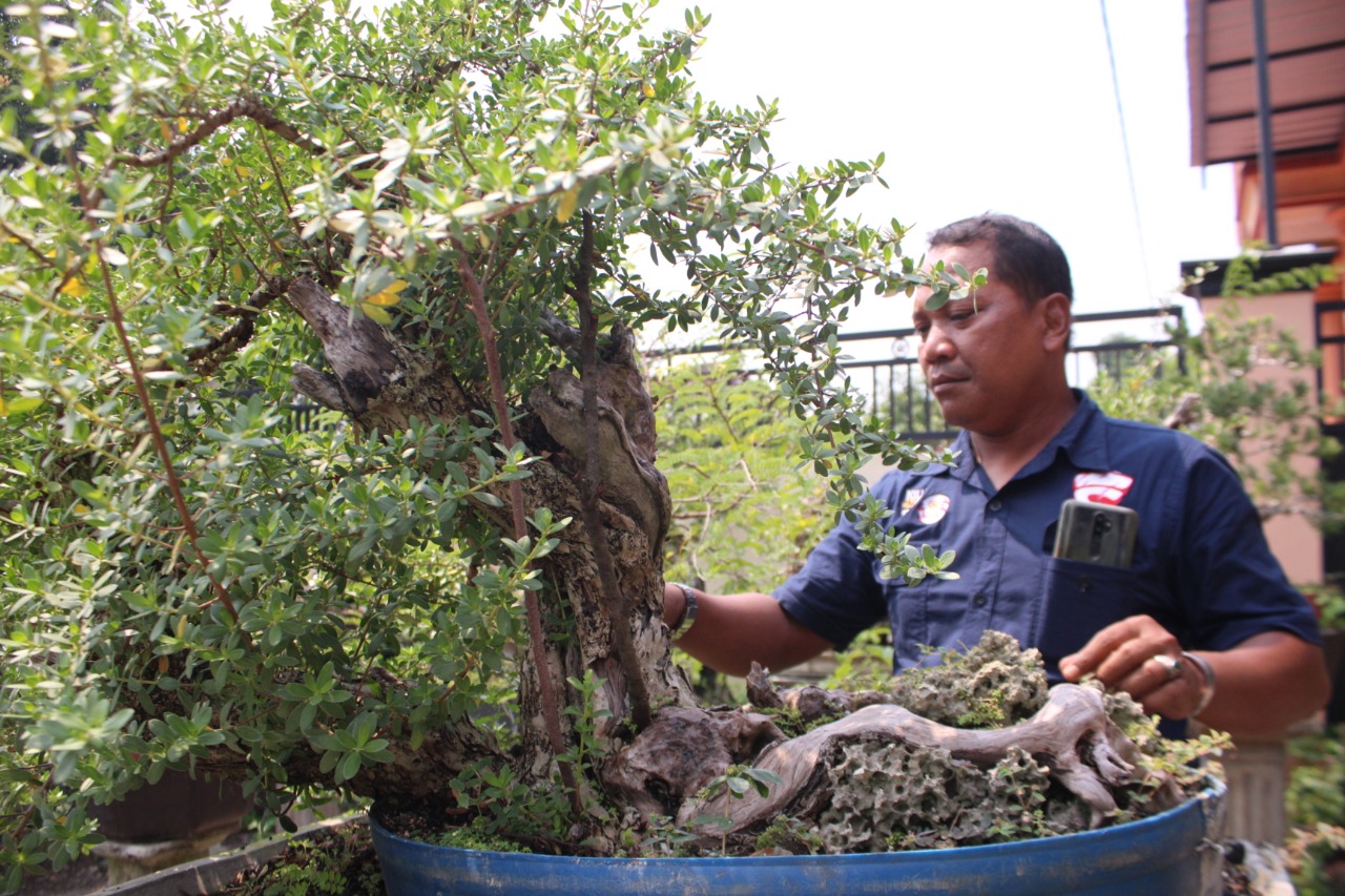 TEKUN: Khoirul Yahya sedang merawat tanaman bonsai miliknya. (HENDRIK MUCHLISON/RADAR SIDOARJO)