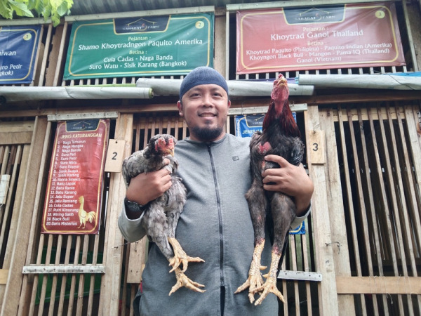 BERKUALITAS: Khrisna Setyawan menunjukkan ayam betina shamo Jepang sisik buaya dan jantan shamo Jepang suro petir. (RIZKY PUTRI PRATIMI/RADAR SIDOARJO)