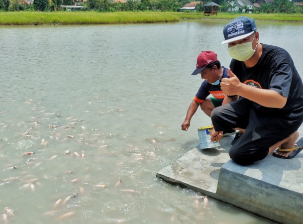 POTENSI WISATA: Wakil Ketua RW 6 Perum Sekardangan Indah Sofyan Irwadi (kiri) dan Candra Irawa memberi makan ikan nila di waduk perumahan.