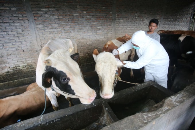 PENCEGAHAN: Petugas dari Dinas Pangan dan Pertanian saat memeriksa sapi.
