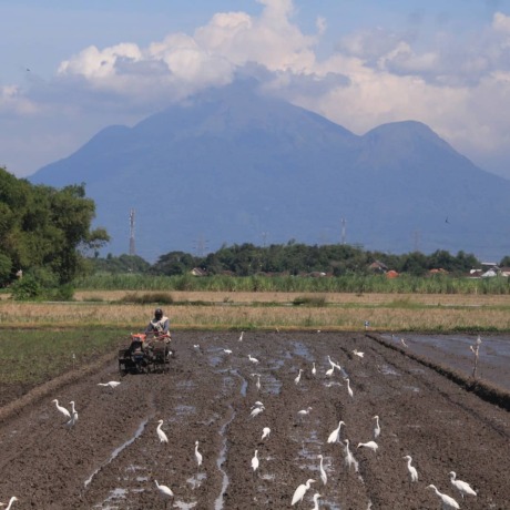 DIPERTAHANKAN: Salah satu lahan hijau yang masih dimanfaatkan dalam sektor pertanian di Sidoarjo. (HENDRIK MUCHLISON/RADAR SIDOARJO)