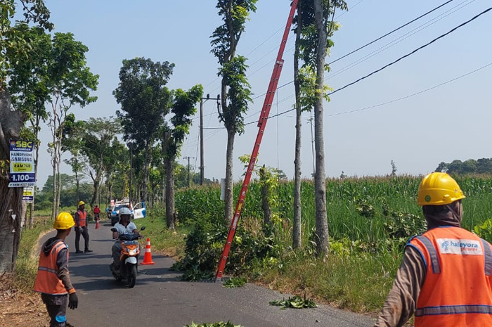 Sejumlah petugas PLN ULP Ngoro melaksanakan rabas pohon di desa Rejoagung, Kecaatan Ngoro