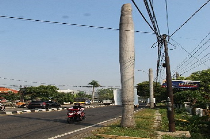 Pohon palem mati yang berada di pinggir Jalur Arteri Nasional Desa Mancar, Kecamatan Peterongan