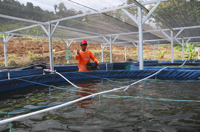 Selain memelihara ikan di sawah, Abdul Aziz juga memelihara ikan di kolam terpal.