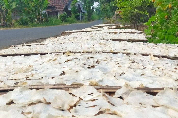 Keripik gadung yang sedang dijemur sebelum dipasarkan.
