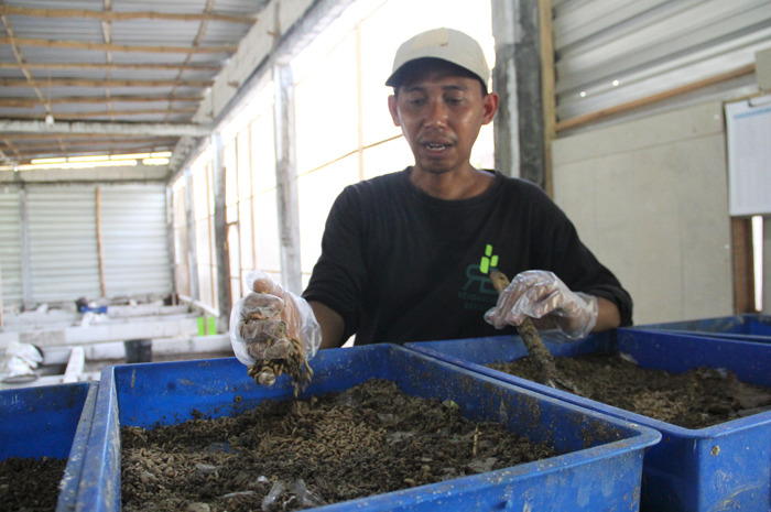 Menariknya Budidaya Maggot di Jombang, Modalnya Kecil Cuannya Maksimal