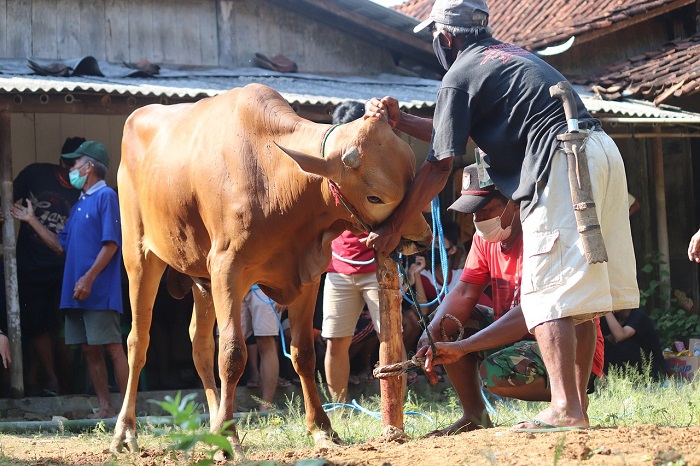 Seorang jagal tengah bersiap menyembelih sapi kurban.