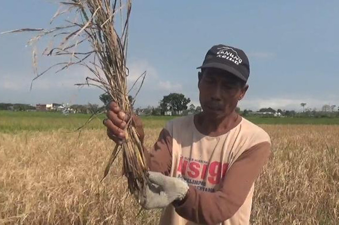 Petani menunjukkan tanaman padinya yang mati diserang hama wereng