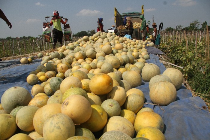 Petani melon di Desa Pucangsimo, Kecamatan Bandarkedungmulyo sedang memanen melon. Tahun ini, panen mereka merosot harganya karena dampak cuaca ekstrem.