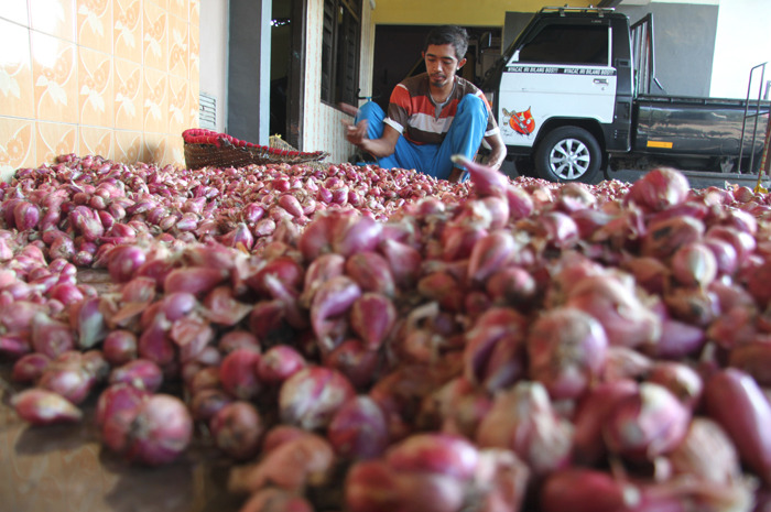 Andik Setiawan, salah satu petani dan pedagang bawang merah saat memilah di rumahnya Dusun Kapas, Desa Dukuhklopo, Kecamatan Peterongan