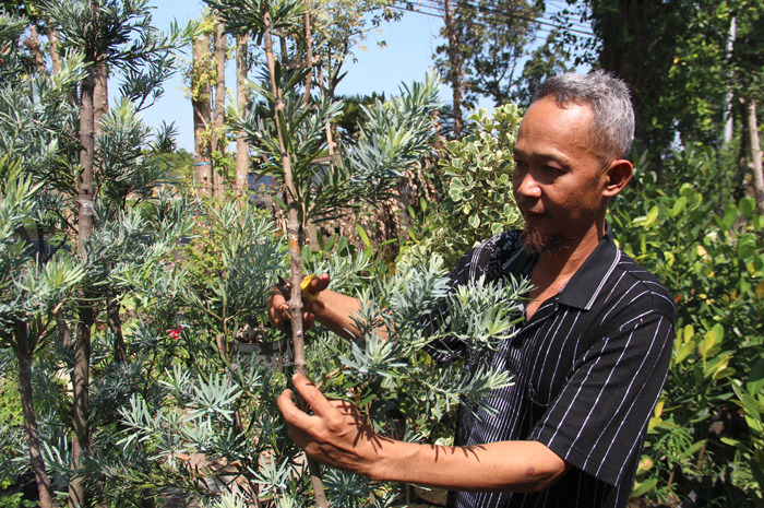 Alfian Abdul Goni saat merawat tanaman lanscape di rumahnya.