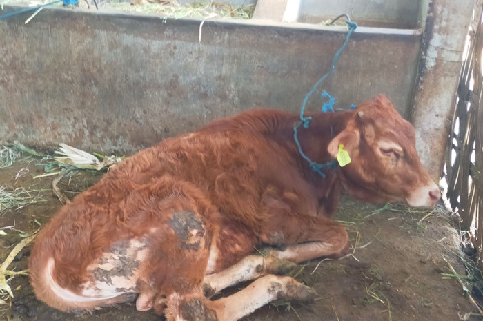 Kondisi sapi bantuan Kemendes di Denanyar yang kurus kering