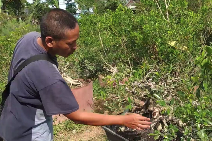 Proses perawatan tanaman bonsai di Desa Kauman, Kecamatan Ngoro