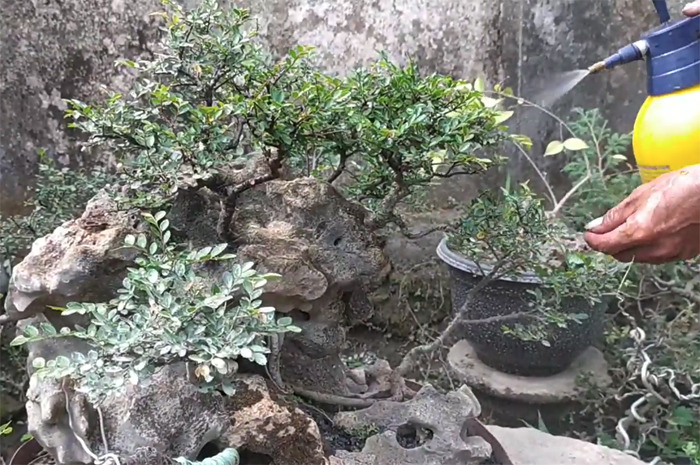 Proses penyiraman bonsai yang dikembangkan di Desa Kauman, Kecamatan Ngoro