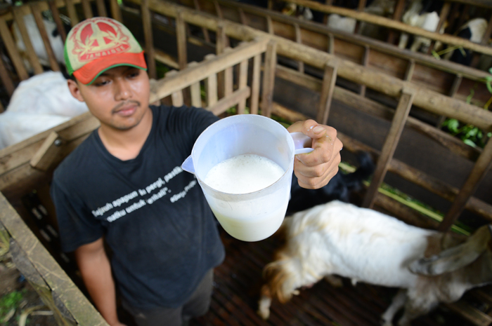 Susanto, 31, warga Dusun Tegalrejo, Desa Jarak, Kecamatan Wonosalam menunjukkan hasil perasan susu kambing etawa