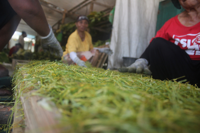 Proses pengilahan daun talas menjadi tembakau alternatif