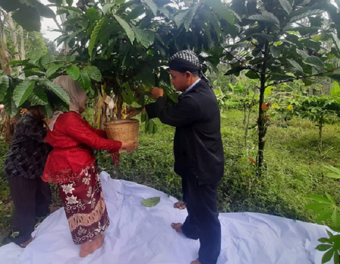 Kegiatan wiwit kopi yang dilakukan warga kampung adat segunung
