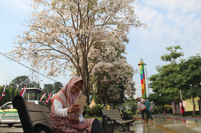 Salah satu warga sedang foto selfi dengan background bunga tabebuya di Alun-Alun Jombang kemarin (28/7).