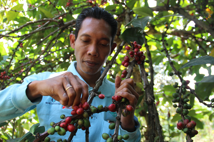 Petani kopi liberika saat merawat tanaman kopi di kebunnya Dusun Notorejo, Desa/ Kecamatan Wonosalam kemarin.