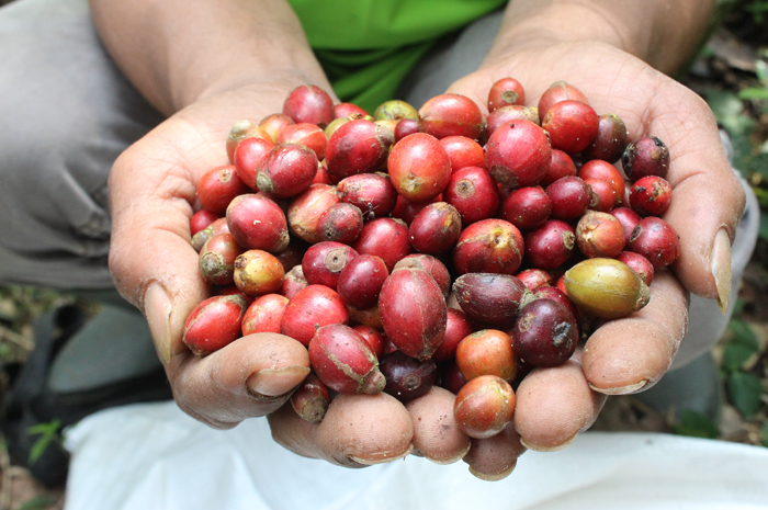 Bentuk buah kopi liberika yang baru saja dipetik dari pohonnya