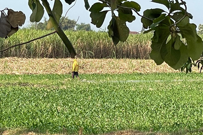 Lahan TKD Pandanwangi yang rencananya akan dipakai untuk relokasi RSUD Jombang