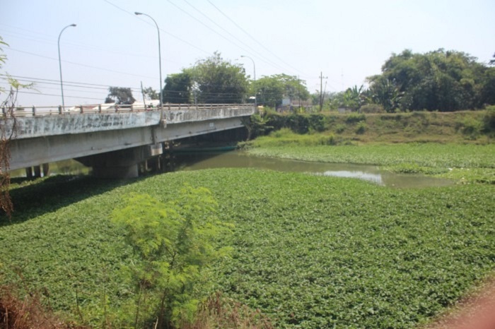 Kondisi sungai Ngotok Ring Kanal di Desa Madiopuro, Kecamatan Sumobito yang dipenuhi kangkung