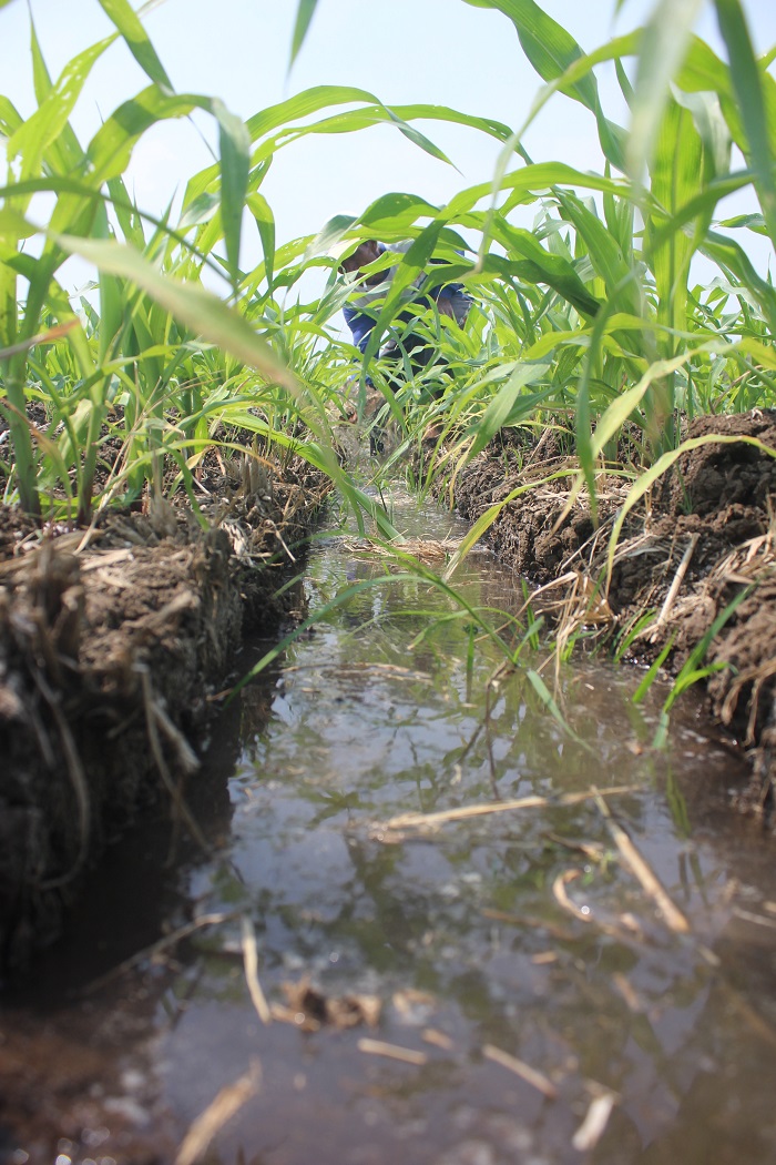 petani di Kesamben selalu kekurangan air saat musim kemarau