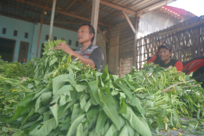 Petani kangkung di Desa Sidokaton, Kudu tengah mengikat kangkung hasil panen sebelum dijual ke pasar.