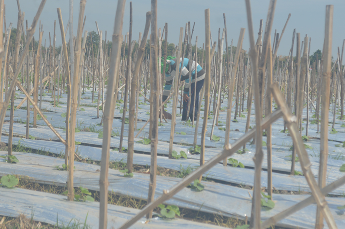 Petani di Kecamatan Bandarkedungmulyo memilih menanam melon saat musim kemarau