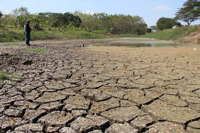 Kondisi waduk Brumbung, di Desa Mangunanan, Kecamatan Kabuh, yang mengering kemarin (12/8).