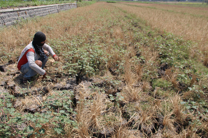 Petani di Dusun/Desa Plabuhan, Kecamatan Plandaan menunjukkan tanaman padi yang dibiarkan mengering karena kekurangan air.