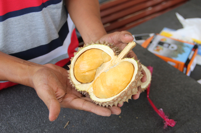 Bentuk buah durian duri hitam asal malaysia yang dibudayakan di Wonosalam