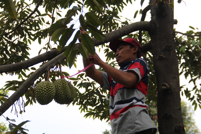 Mushir, 40 petani durian di Desa Carangwulung, Kecamatan Wonosalam saat merawat tanaman durian duri hitam di kebun Durian Wonosalam
