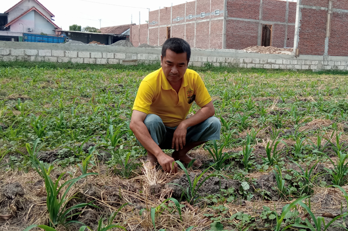 Petani di Desa Sidomulyo, Megaluh, Jombang terpaksa mengganti tanaman padi mereka yang Puso gegara kekeringan dengan Jagung