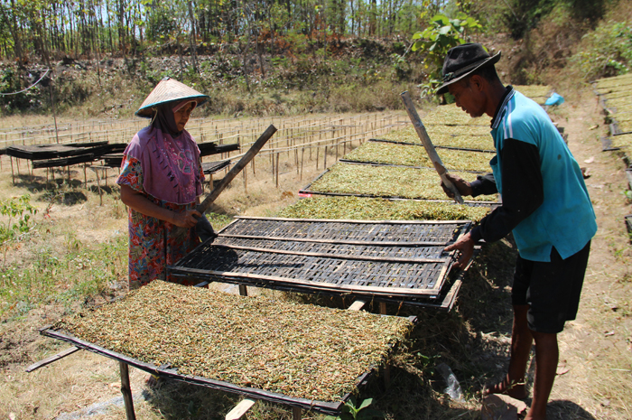 Lasipan, warga Dusun/Desa Sumberingin, Kecamatan Kabuh, saat menjemur tembakau setelah dirajang
